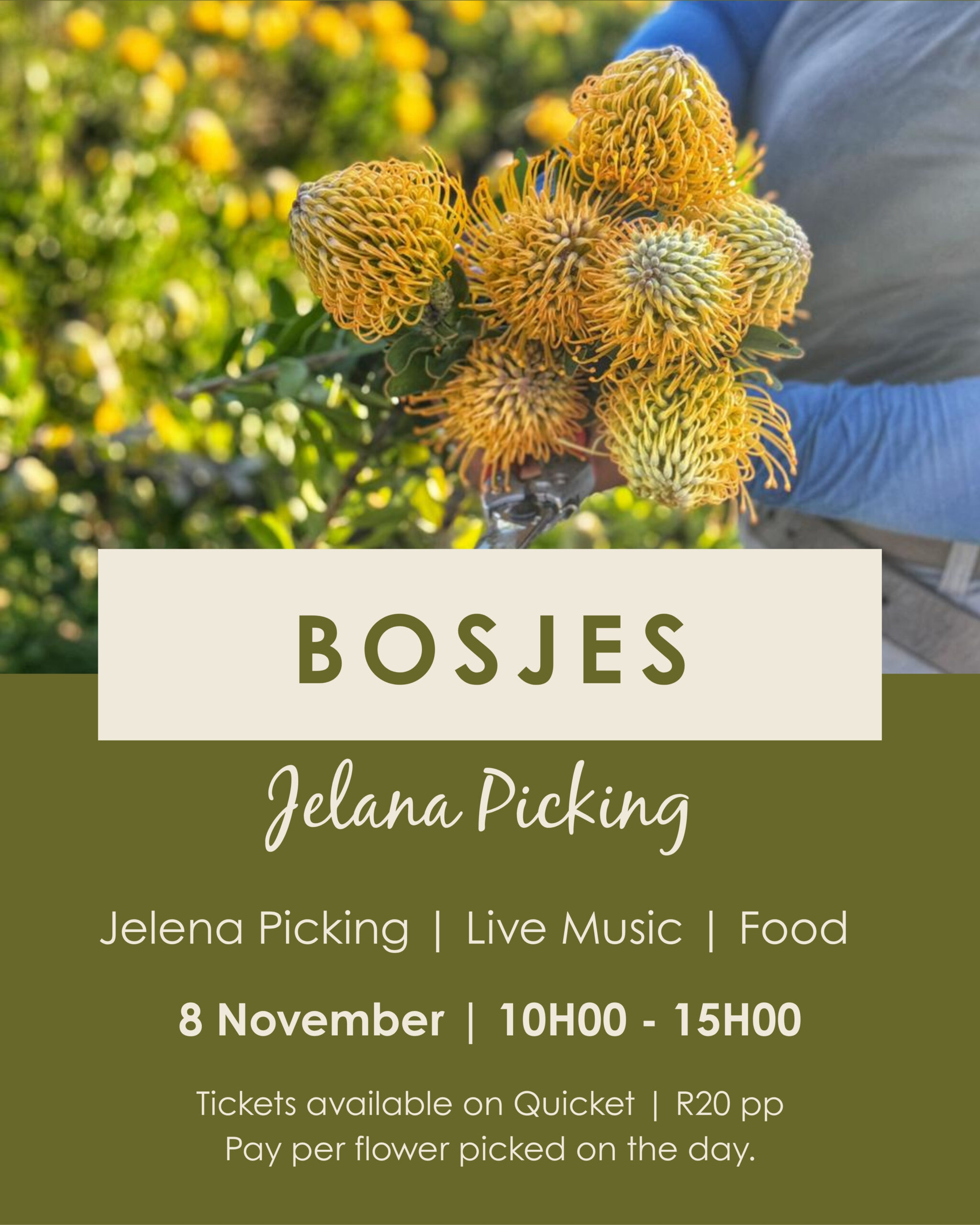 Jelena picking at BOSJES